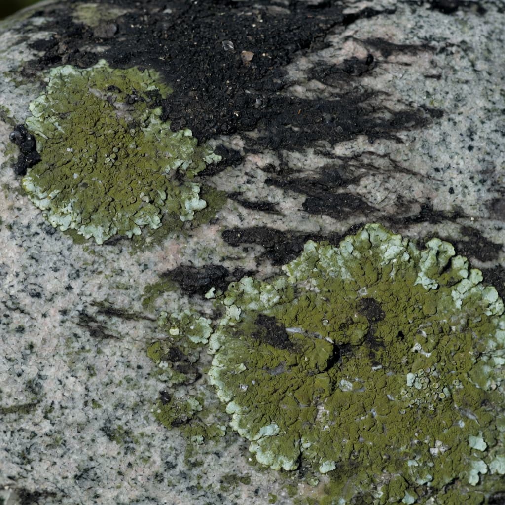 Black Crust & Stone image for contaminants